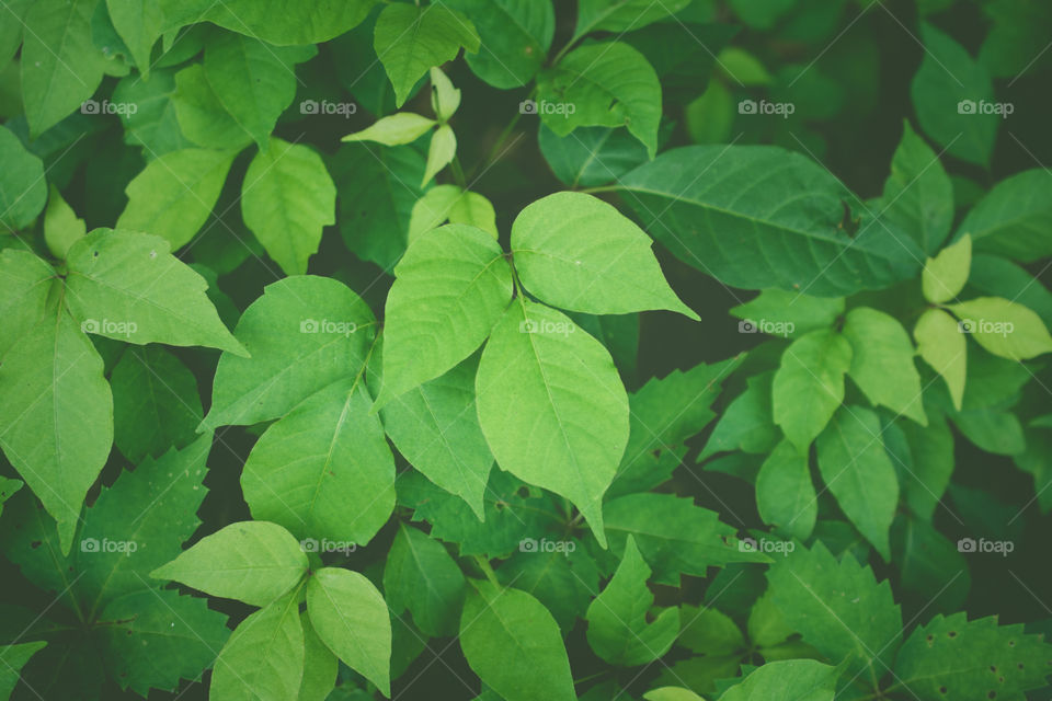 Poison Oak Leaves on the Edge of the Woods 3