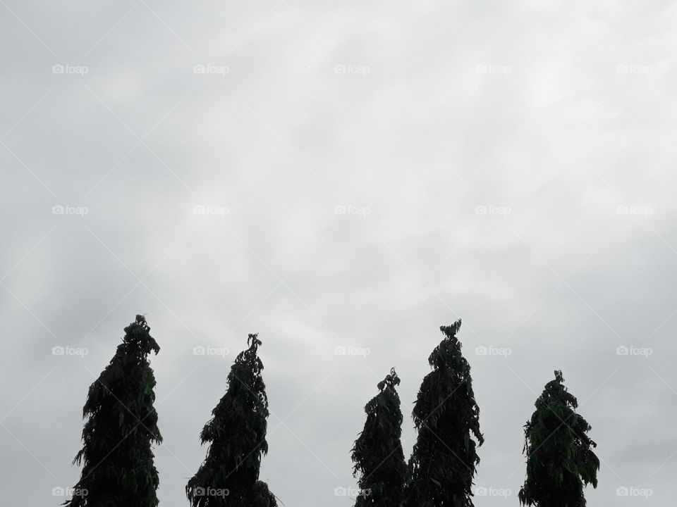 Pine trees minimalism.