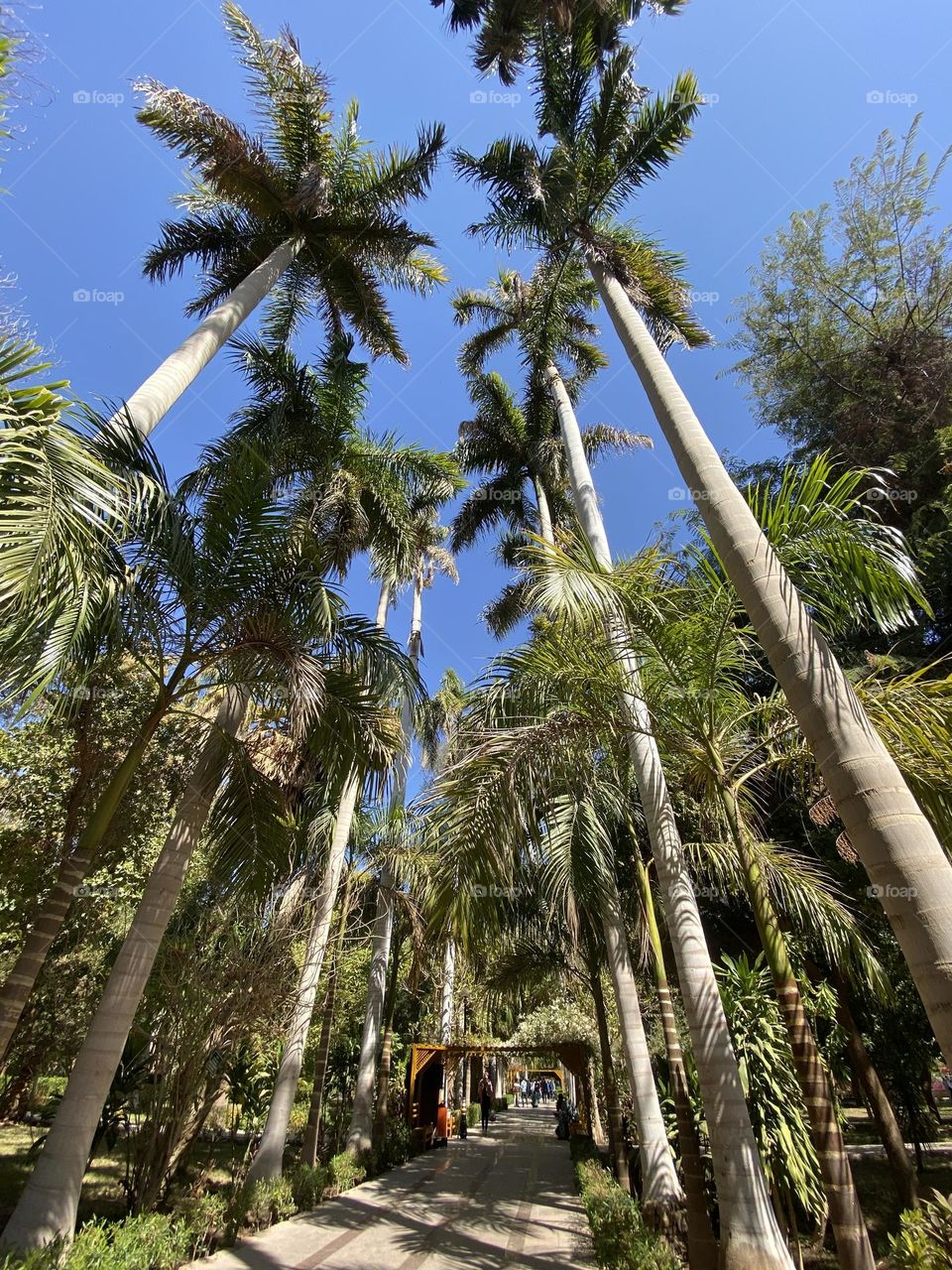 Trees at the island of plants in Aswan 