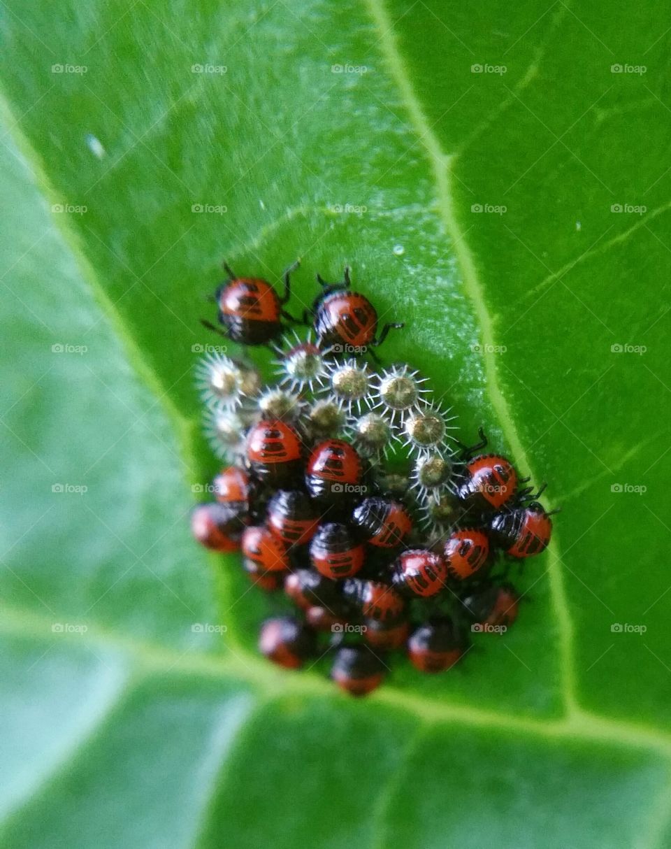 Spiny stinky bug nymphs and eggs