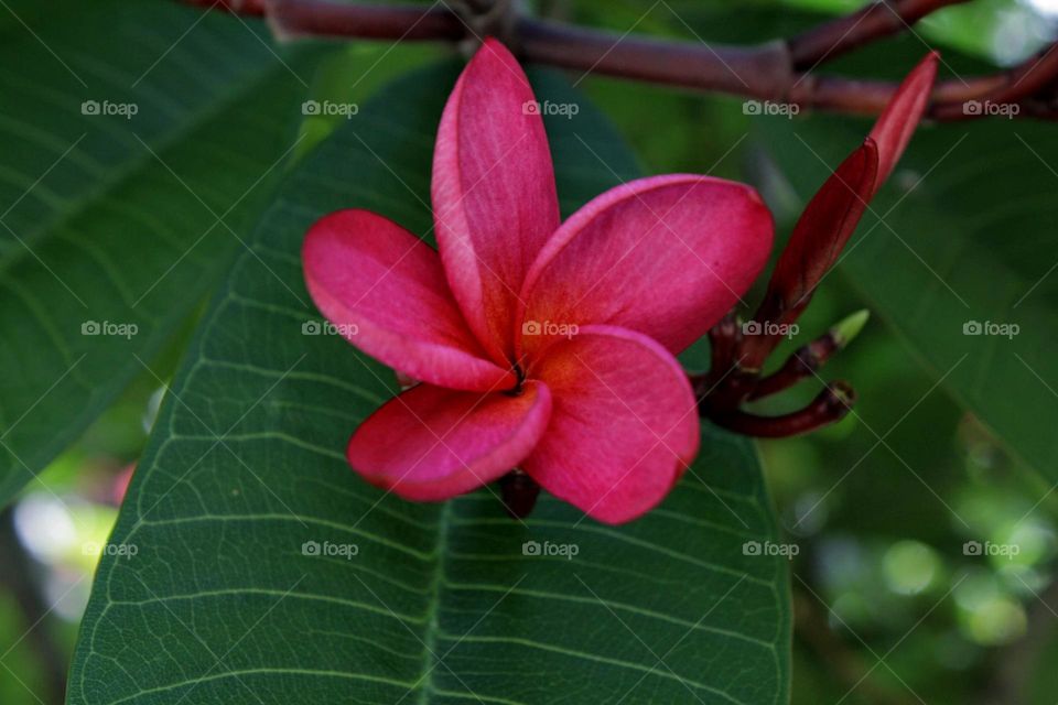 perfeição acimétrica