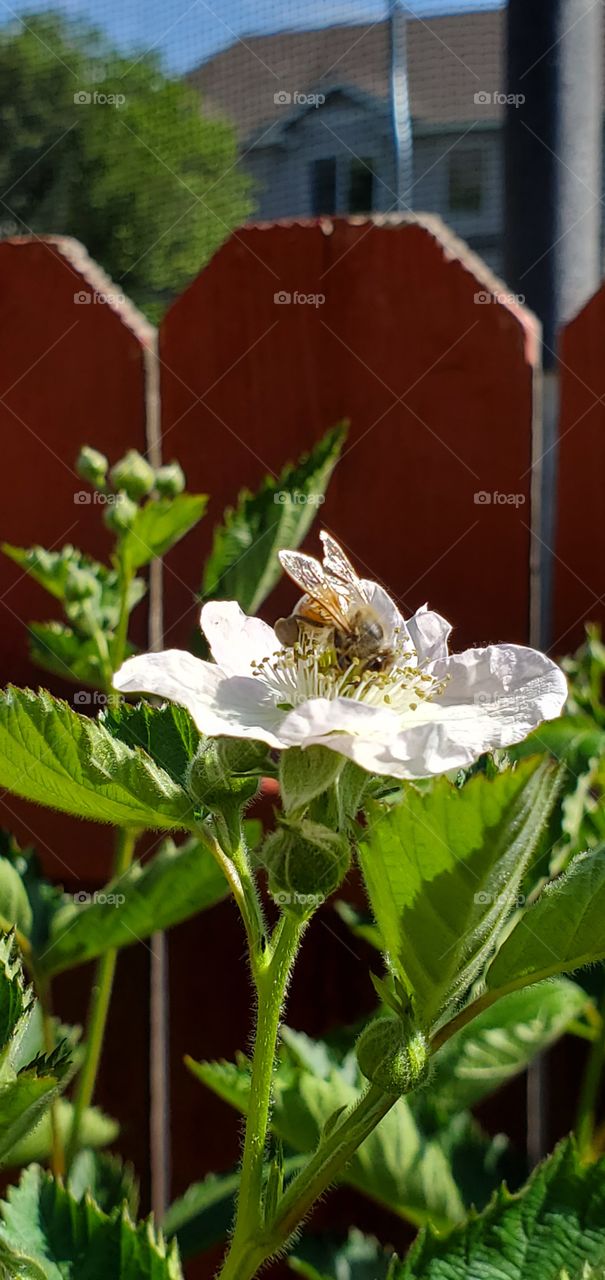 Bee on a BlackBerry blossom