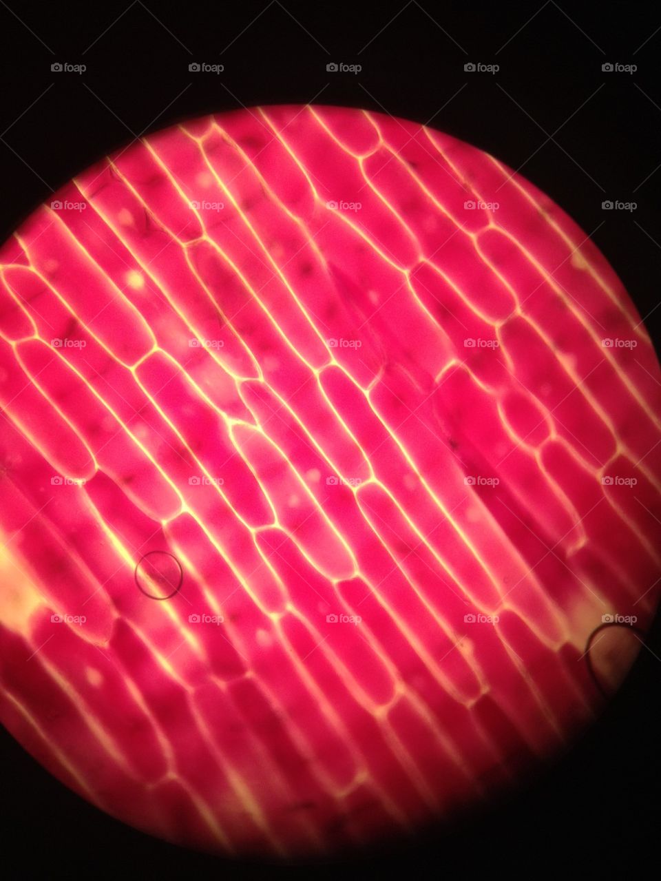 red onion cells