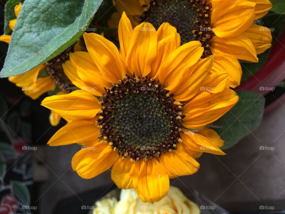 Little sun flowers at the market
