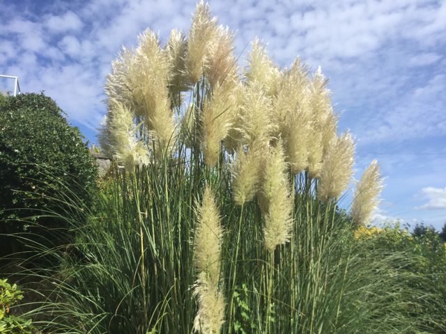 Grasses growing in a Garden 