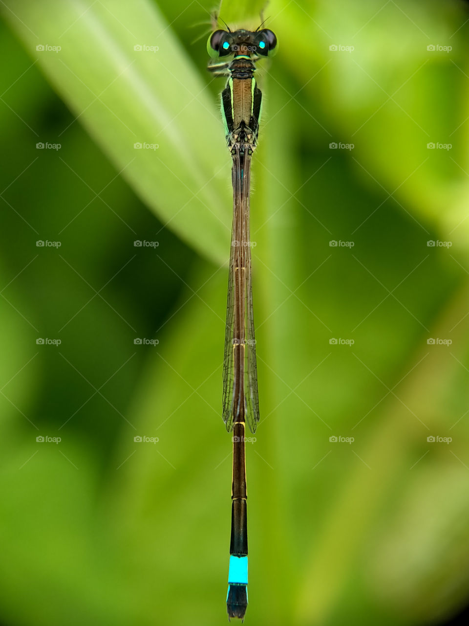 A damselfly photographed from above. Damselfly is the easiest insect to photograph. It is not afraid of the photographer's hand movements. It is beautiful, isn't it?