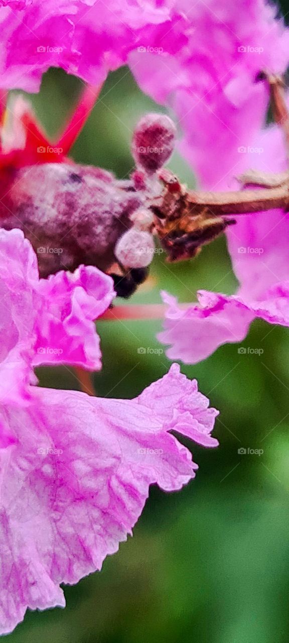 Tree: Reseda and its delicate flowers.