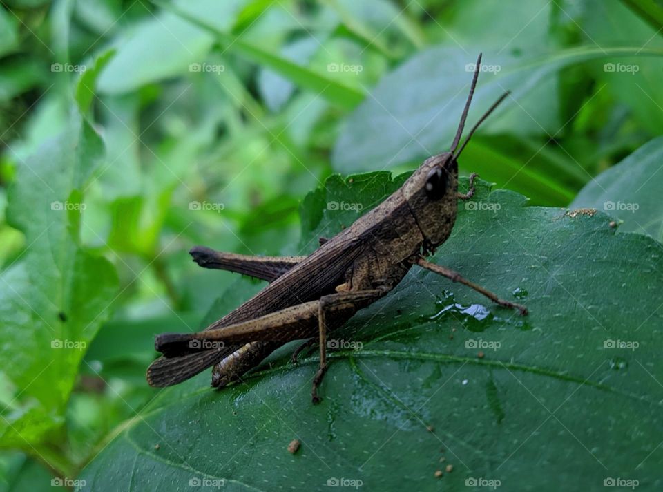 Leaf Locust
