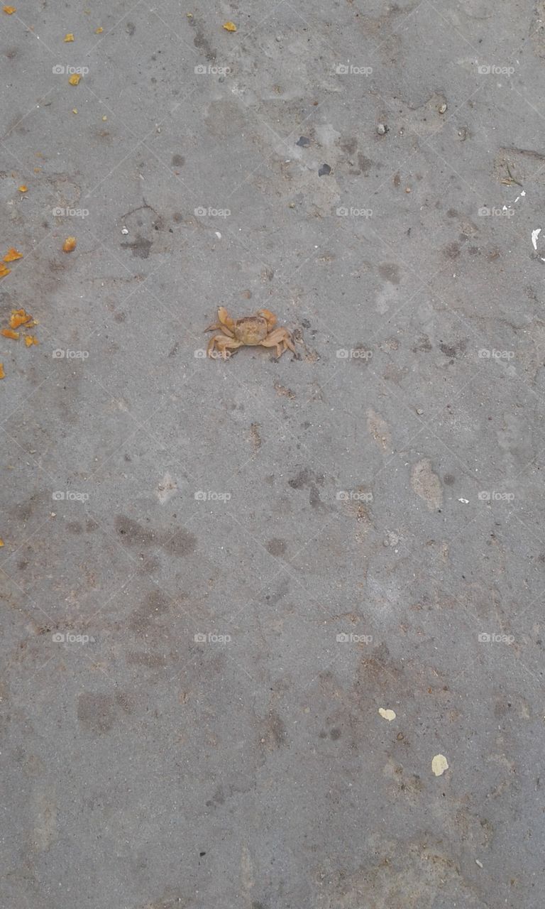 crab on dry land