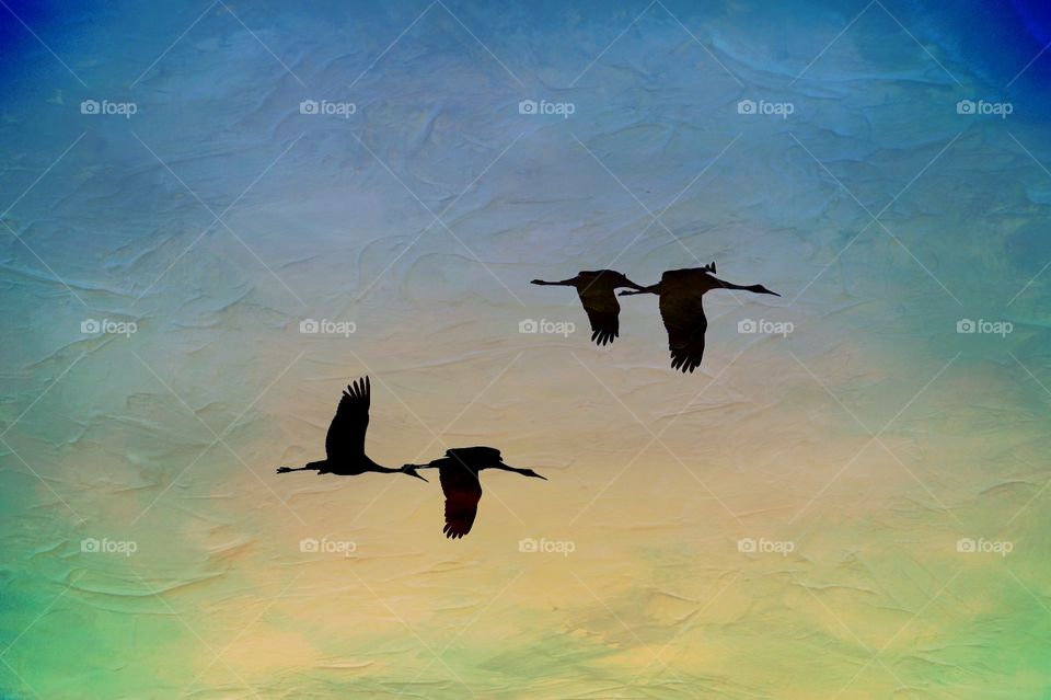 Birds in flight. Sandhill Cranes flying