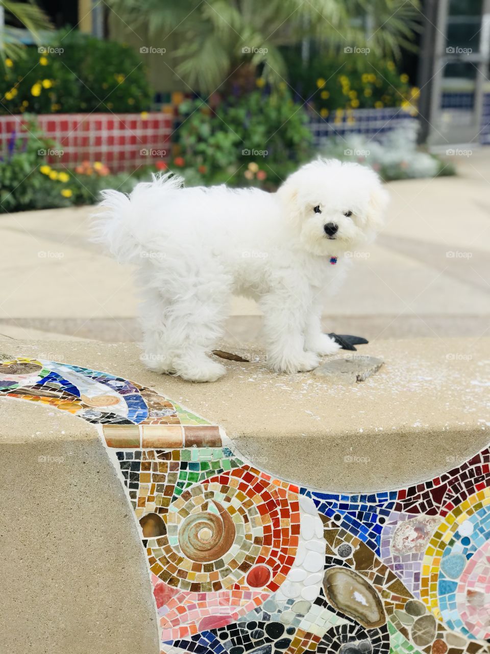 Furry white Bichon puppy dog standing on a bench with mosaic beach tile and flowers and looking at viewer. 