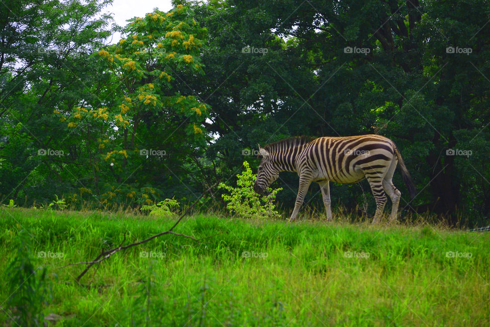 zebra in the fails. Shot of a zebra at the Pittsburgh zoo.