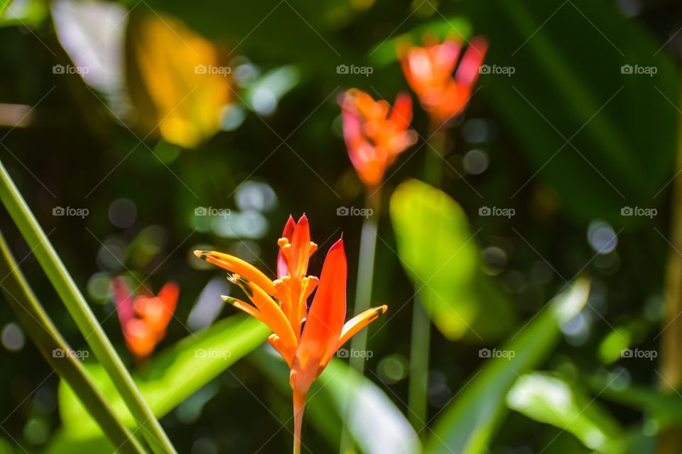 Bird of Paradise (Strelitzia reginae), also known as crane flowers