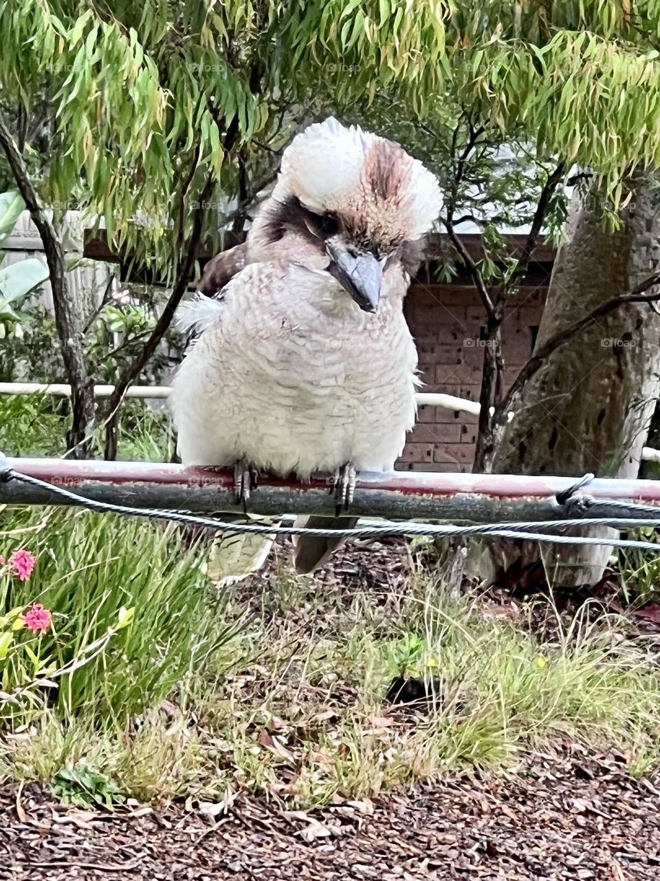 Kookaburra 