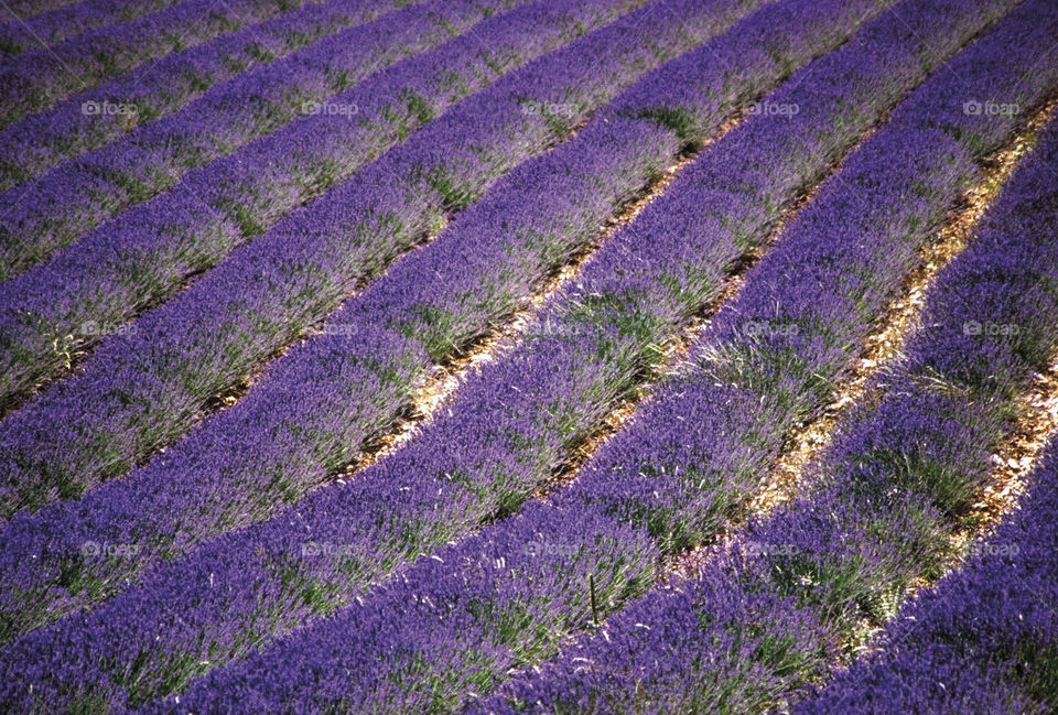 Lavender. Provence