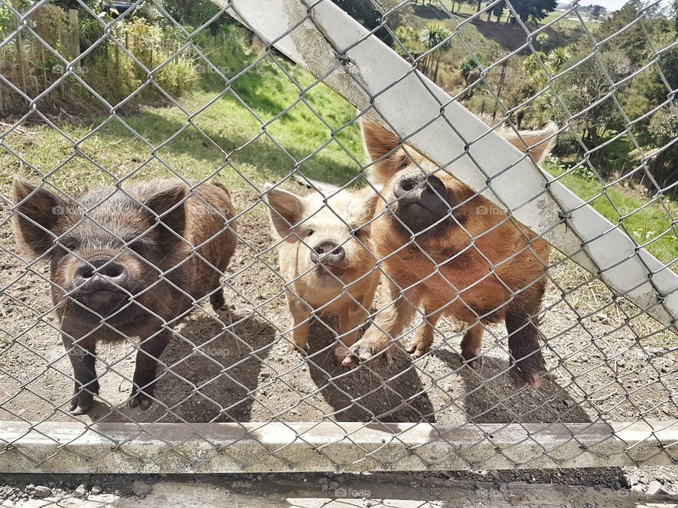 Kune kune piglets looking through gate fence