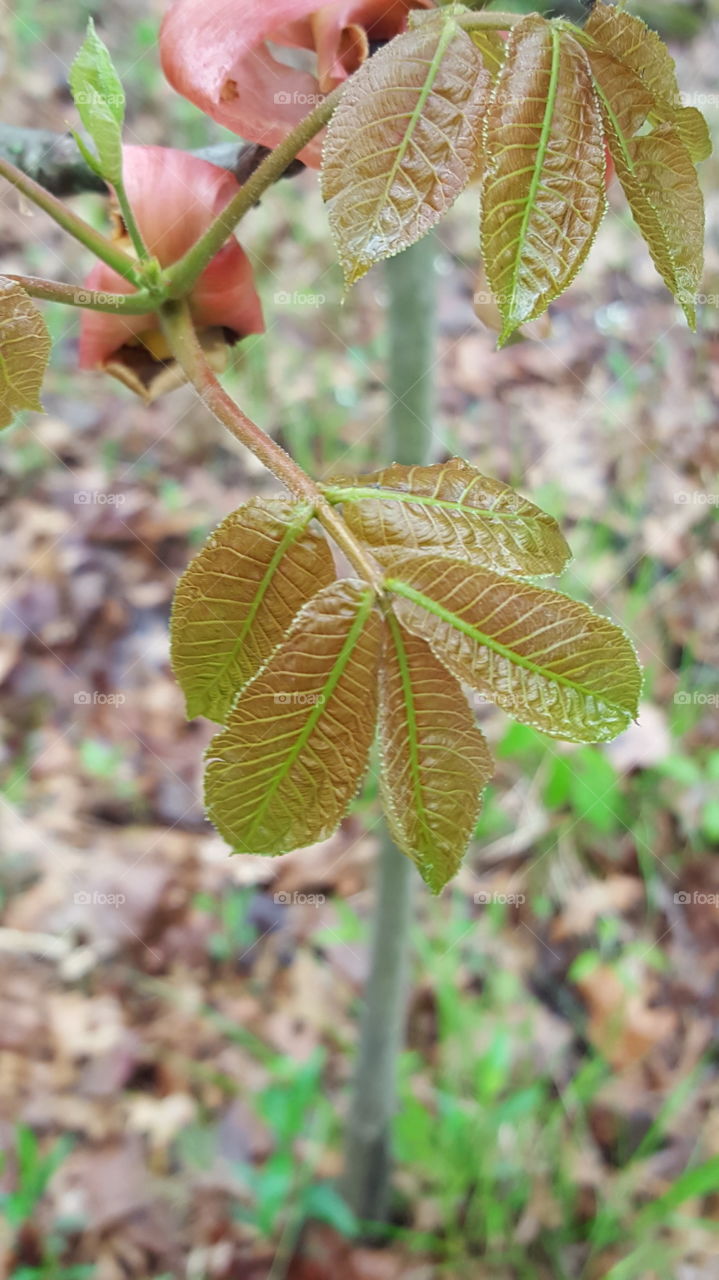 compound tree leaves