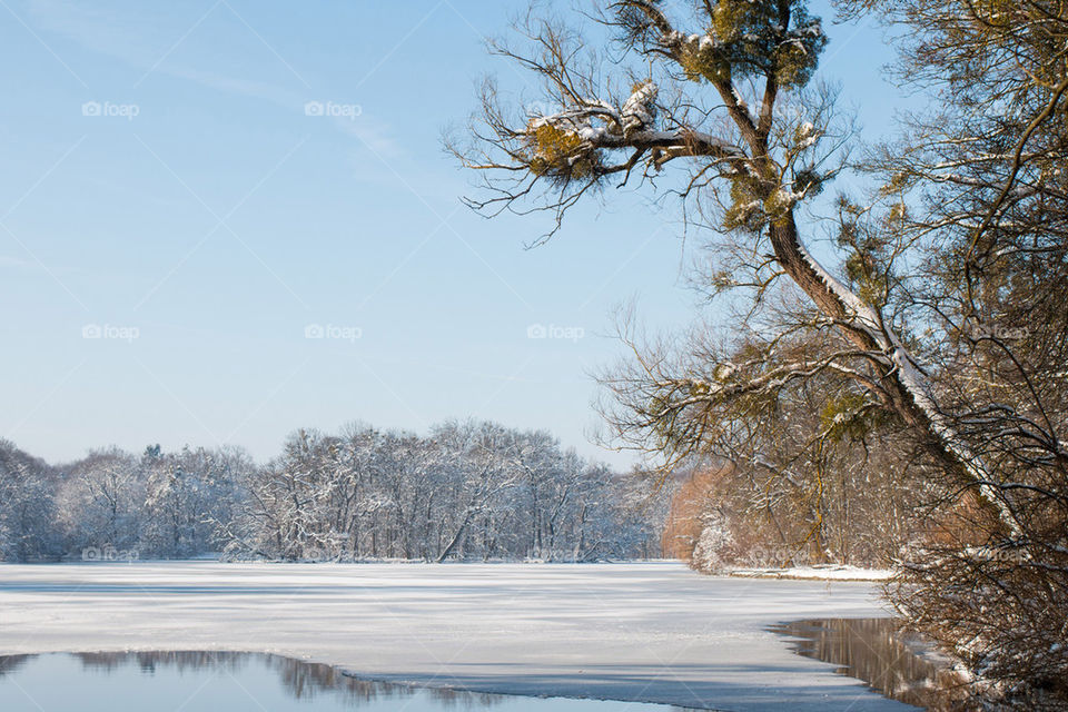 Frozen lake in front of trees