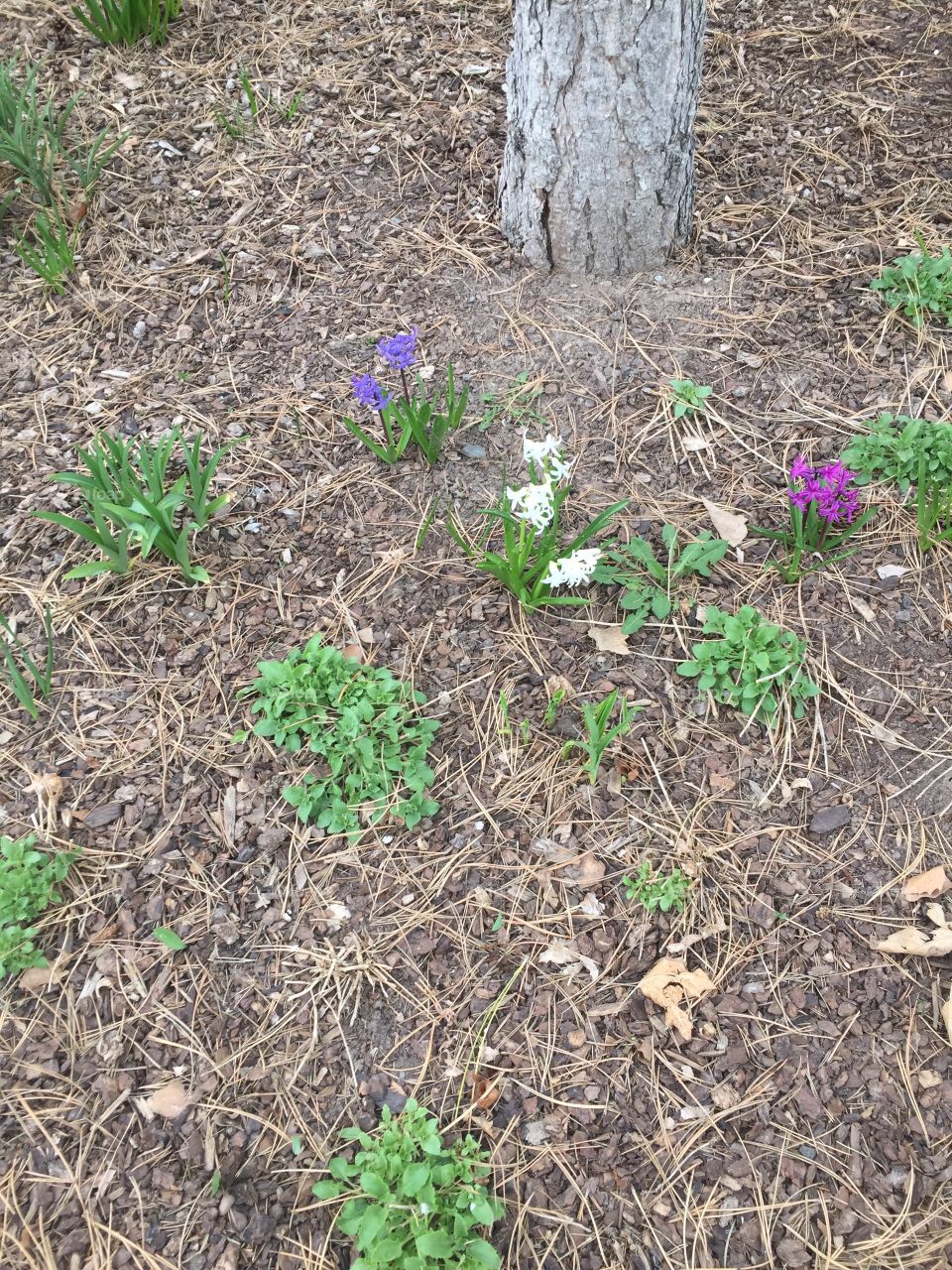 Green plants, White Flowers, Autumn Leaves in Spring, Pine Needles, Spruce Needles, light Purple Flowers, Bright Purple Flowers. 