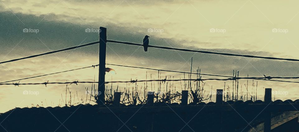 bird on a wire