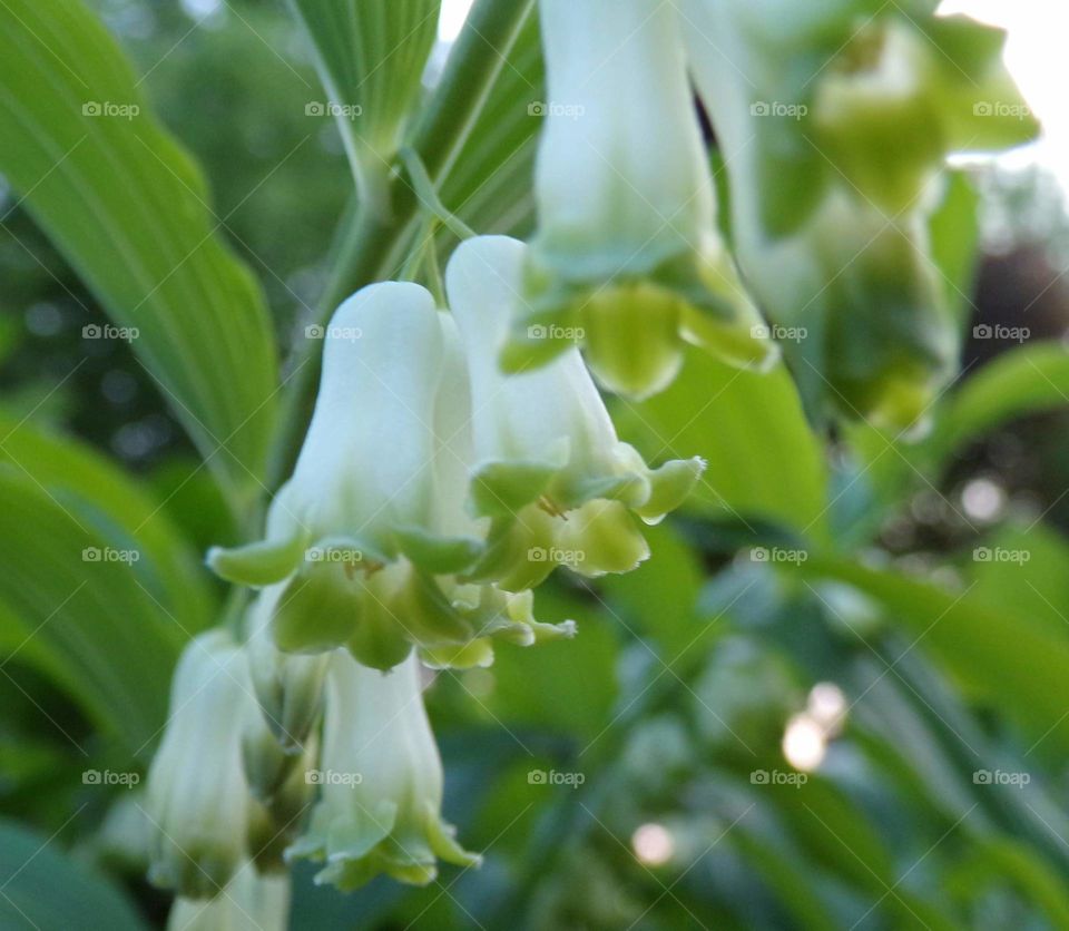 Solomon's seal, a fragrant flower, hummingbird love it.