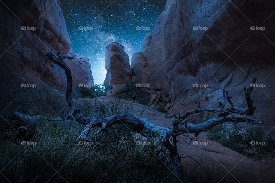 A dead tree appears to reach up towards the Milky Way in the Utah desert