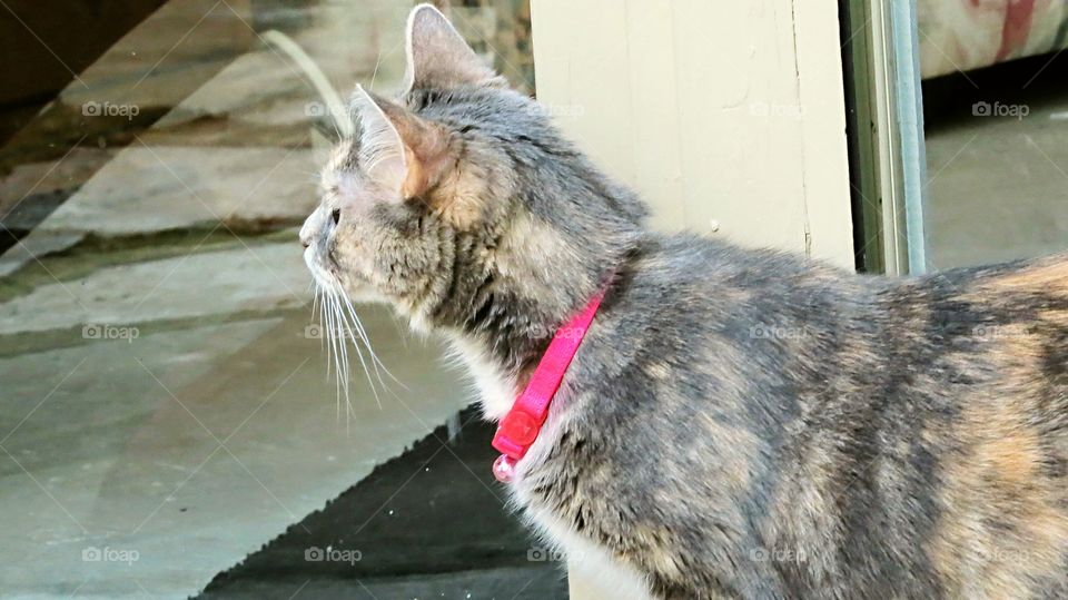 Calico ears forward curiosity