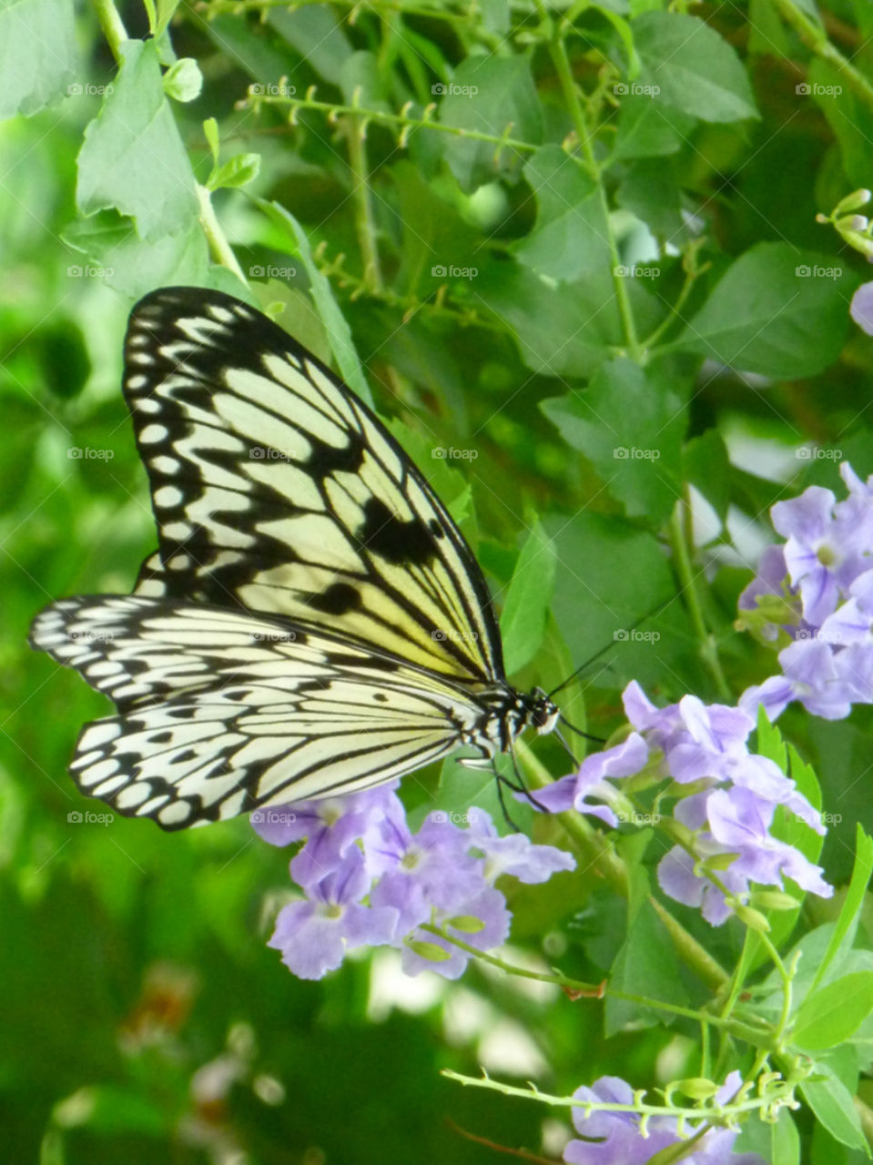 Yellow butterfly beauty!