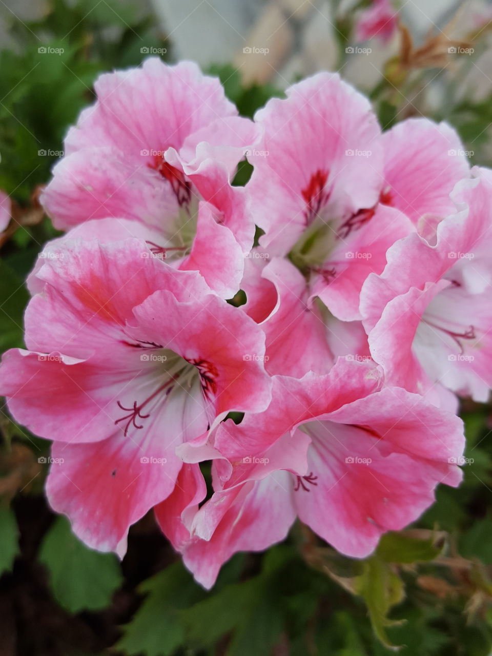 petunias