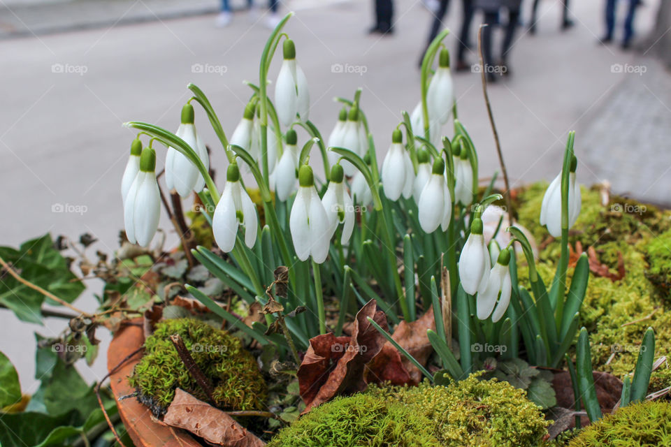 Snowdrop flowers (Galanthus nivalis).  They often symbolize purity and hope, and one of the spring signs telling that winter is leaving. Hallstatt, Austria.