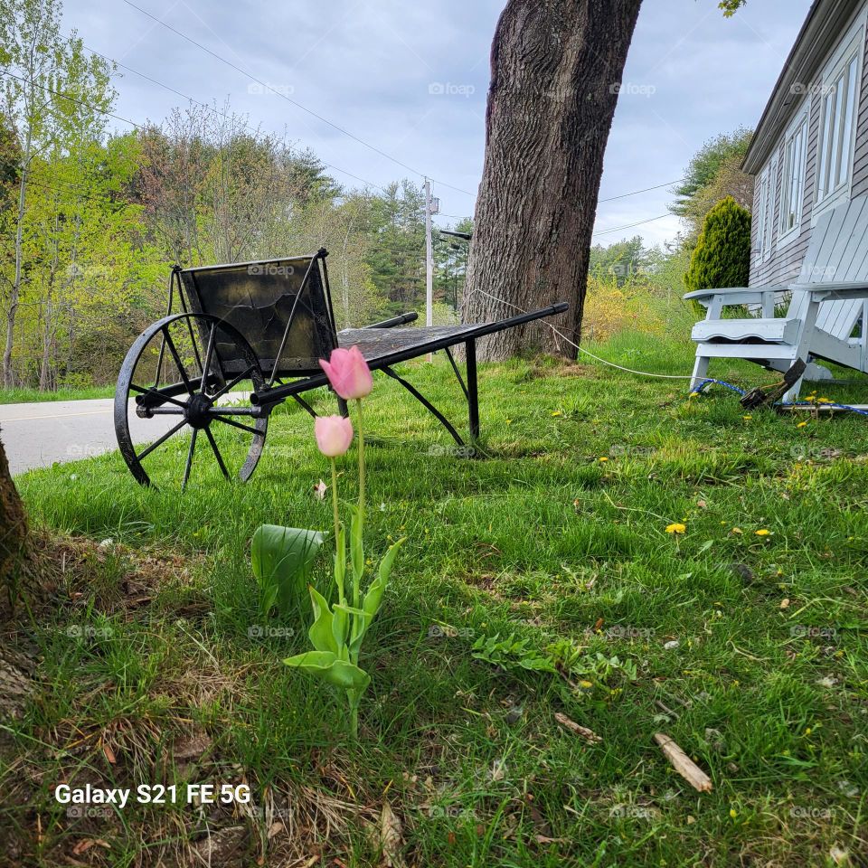 antique wheelbarrow