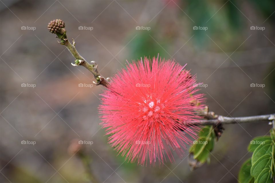 Calliandra, red puff flower
