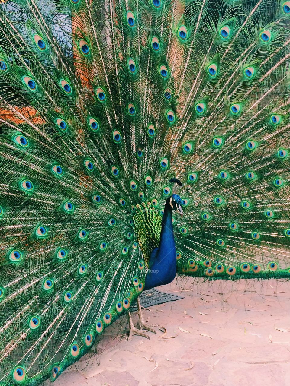 Peacock in town. 