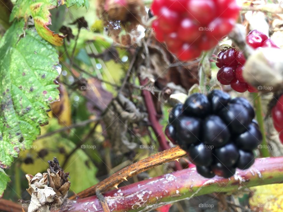 Blackberries thriving on wet weather 