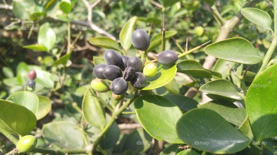 A beautiful scene of delicious fruits in the forest.