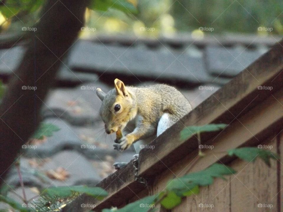 Squirrel 