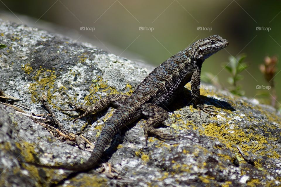 Lizard in Sequoia national park
