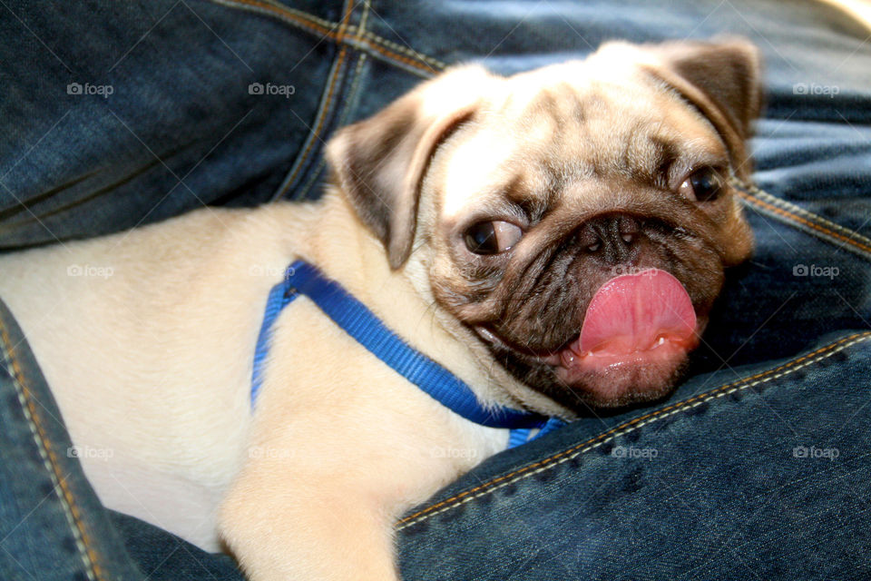 happy pug smiling, tongue out