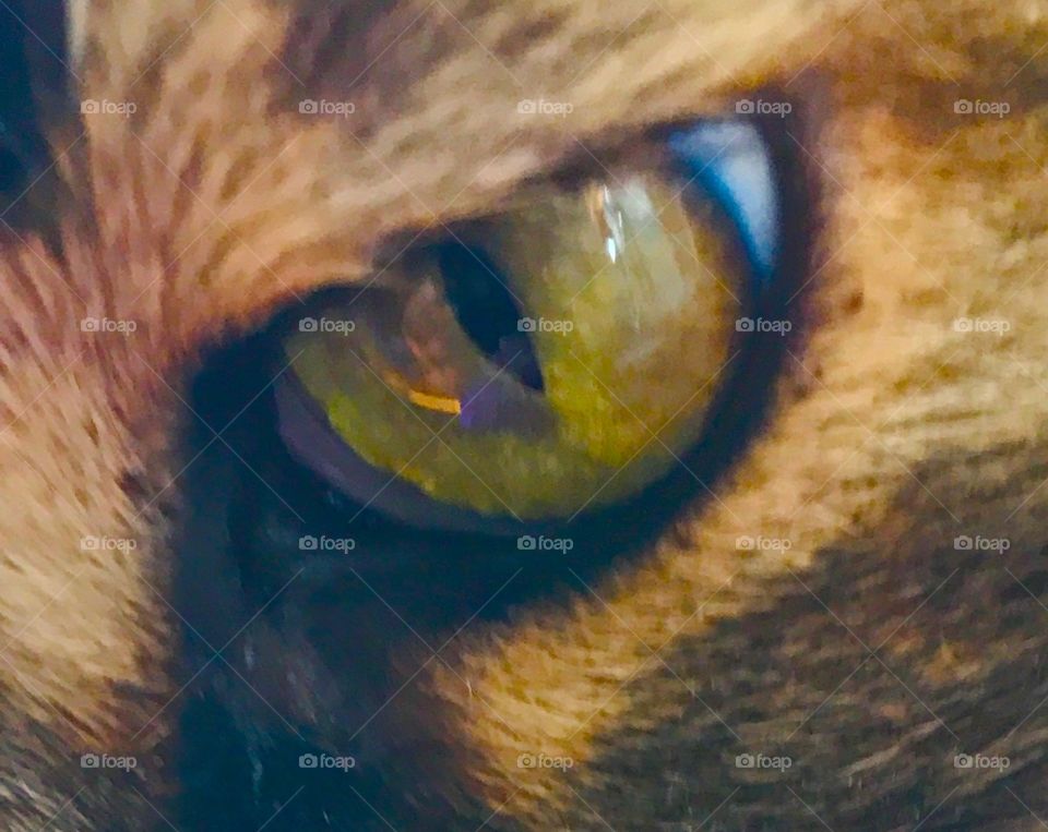 The eye of a cat. Cats are the most precious creatures. This particular car, Archimedes, it a sweetheart but also beautiful and stately. So vibrant, so stunning.