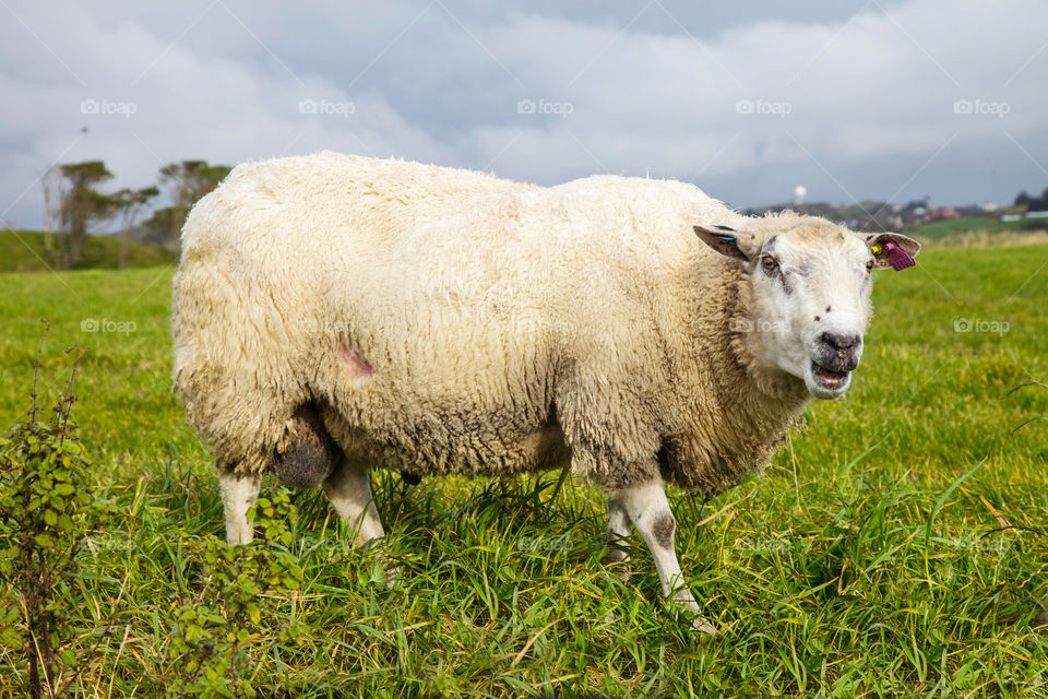 Sheep in a meadow