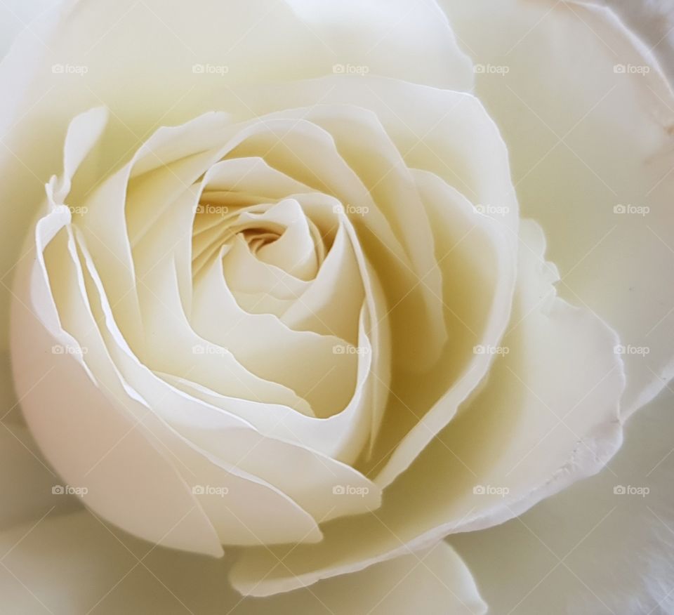 White rose