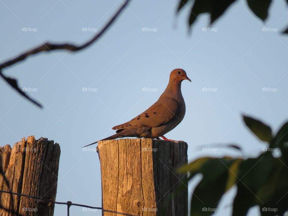 A Mourning Dove rests on a fence post at sunset. 