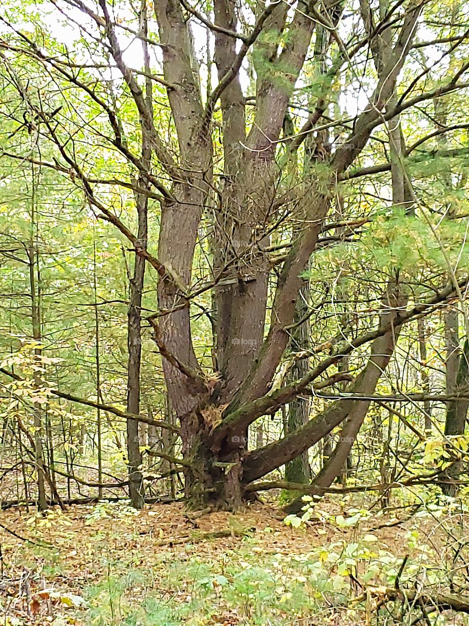 old dead tree