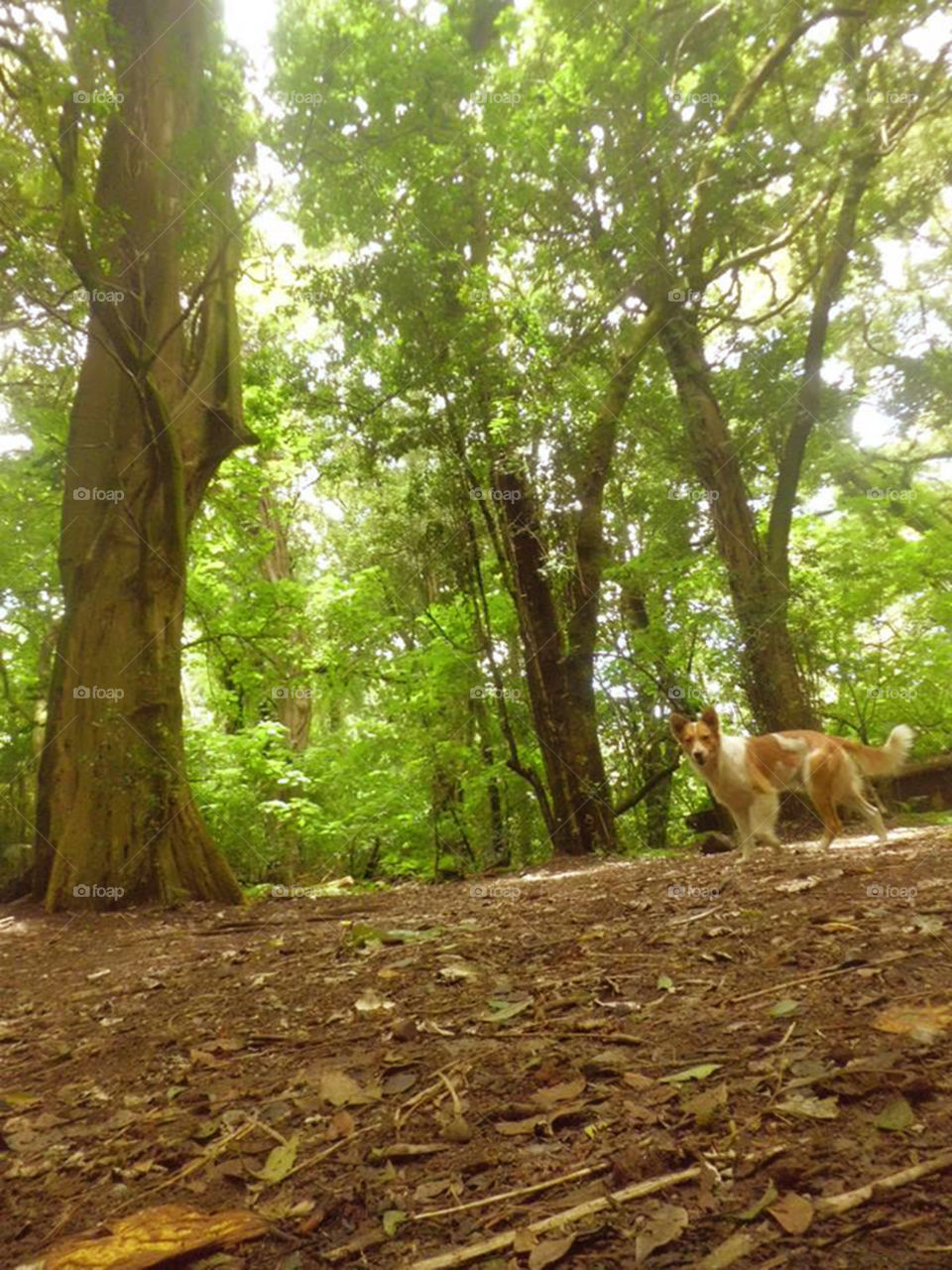 dog in the forest