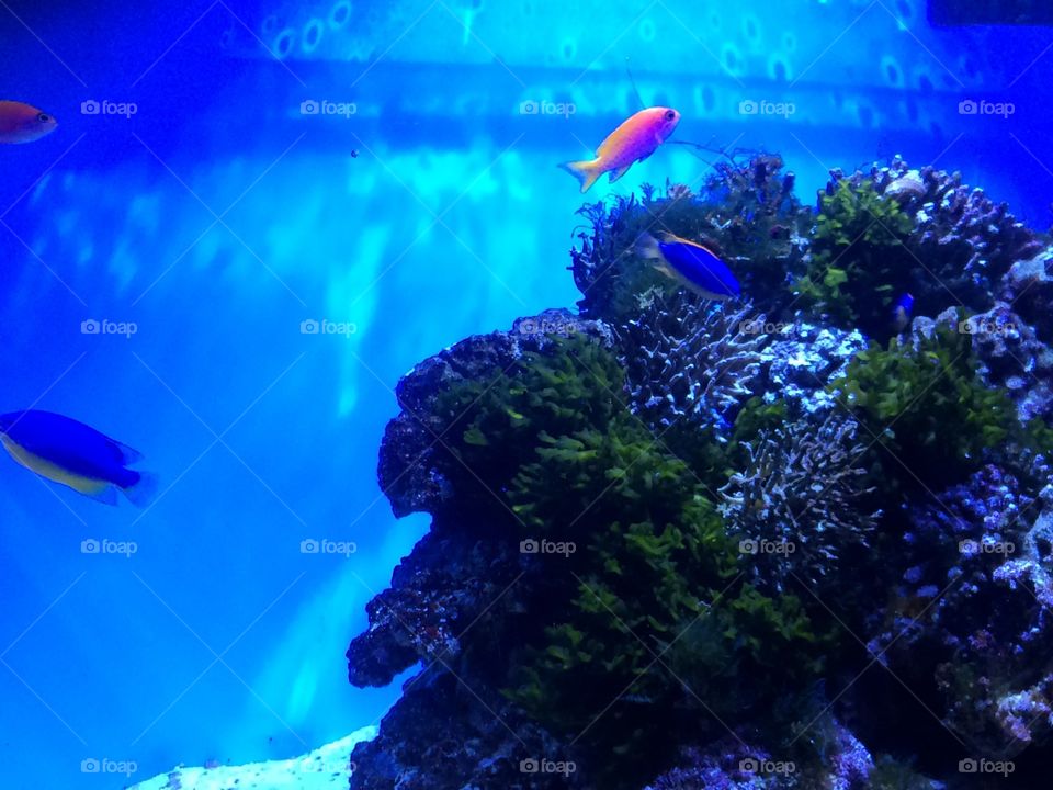 Peces en Aquarium of the Pacífic En Long Beach California 