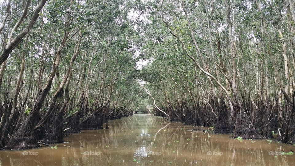 Humid forest in mekong delta, vietnam