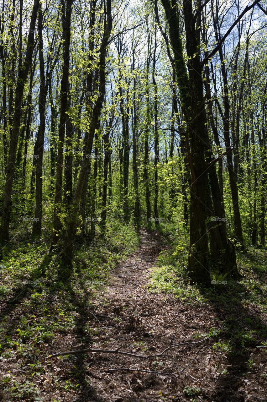 trees in the mountains