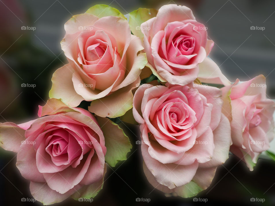 Pink roses. 