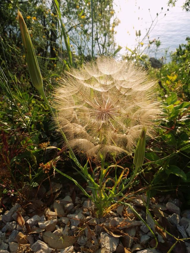 A big dandelion in the sunset.