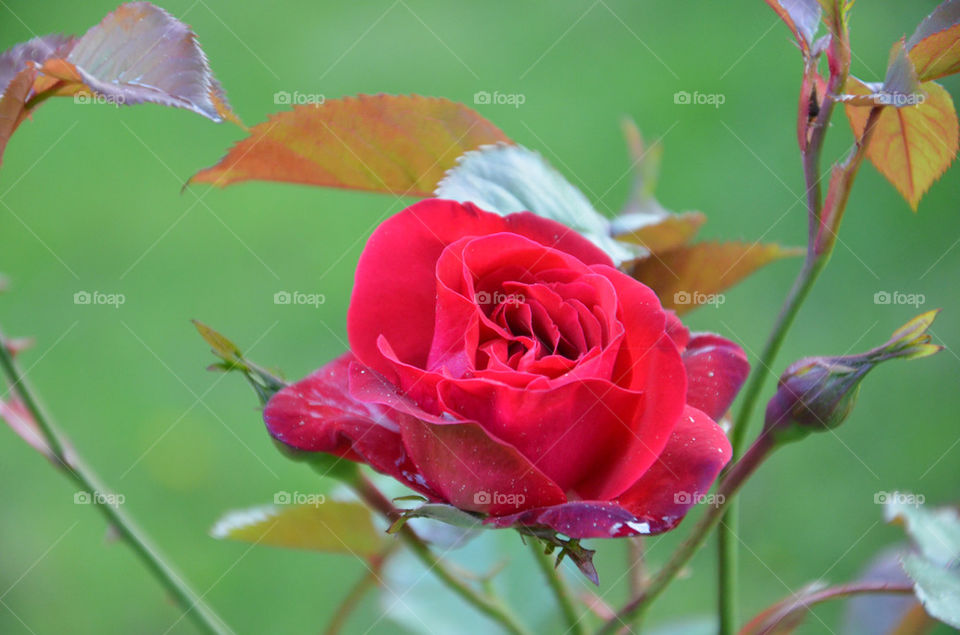 flower red blomma rose by robbra